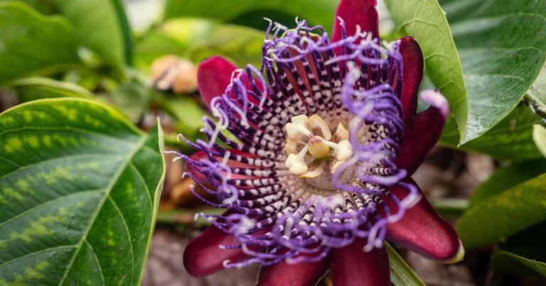 How to Propagate Passionflower FB