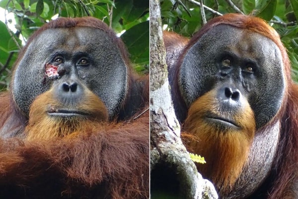 Orangutan before after
