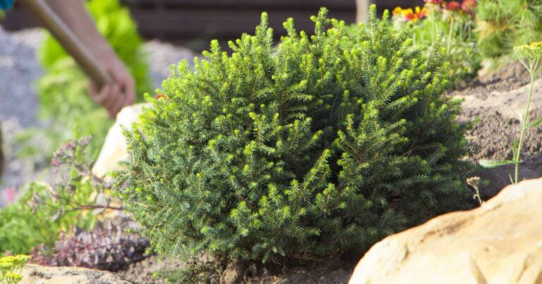 Best Mugo Pine Varieties FB