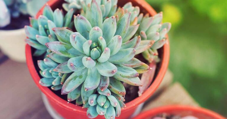 How to Grow Pachyveria FB