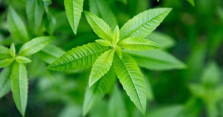 How to Grow Lemon Verbena Indoors FB