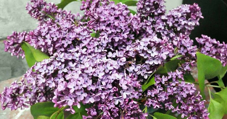 How to Winterize Lilacs FB