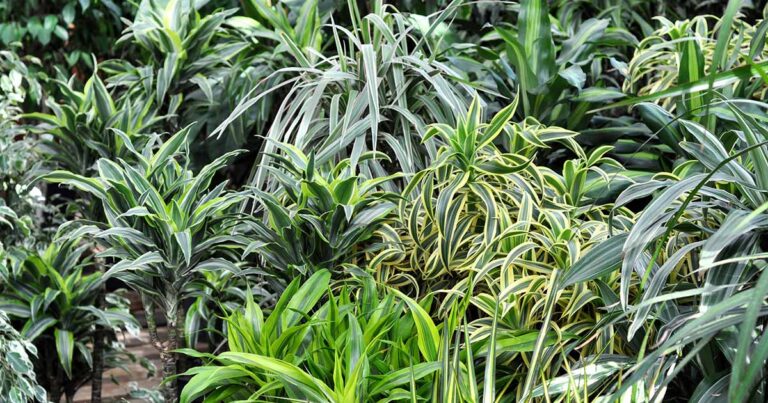 Identify and Treat Dracaena Diseases FB