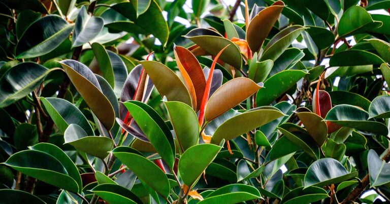 Yellow Trees on Rubber Plants FB