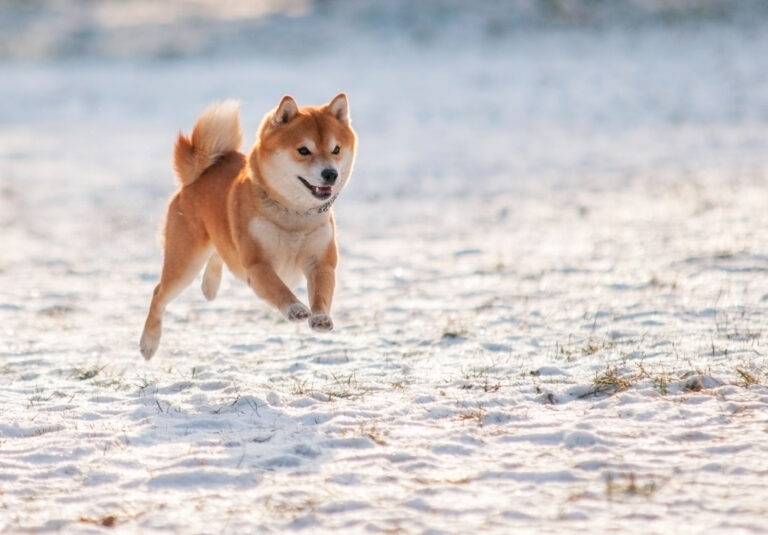 shiba inu sand