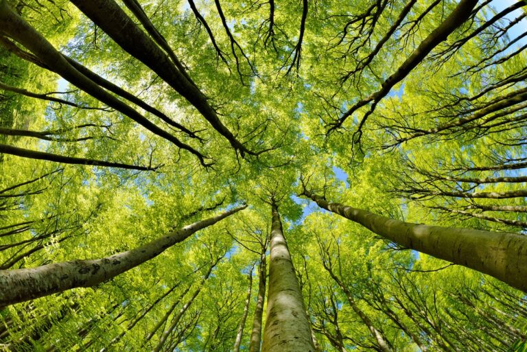 Beech Tree Forest in Early Spring from below