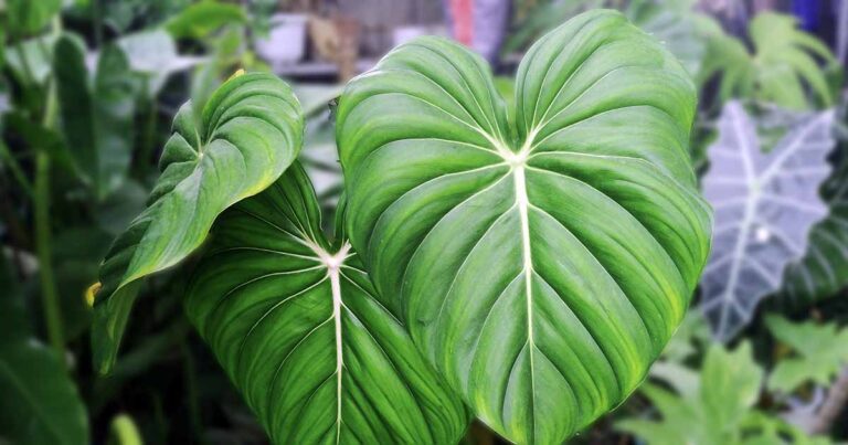 Philodendron Brown Leaves FB