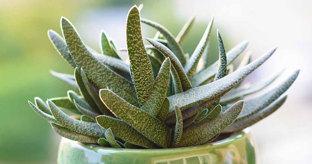 How to Grow Gasteria Succulents FB