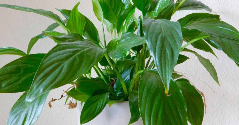 Reasons for Brown Tips on Peace Lily Leaves FB