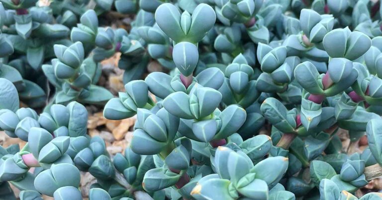 How to Grow Ice Plant FB