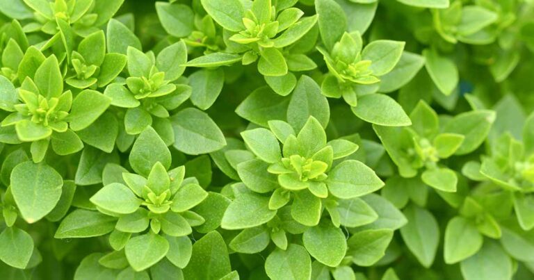 How to Grow Greek Basil FB