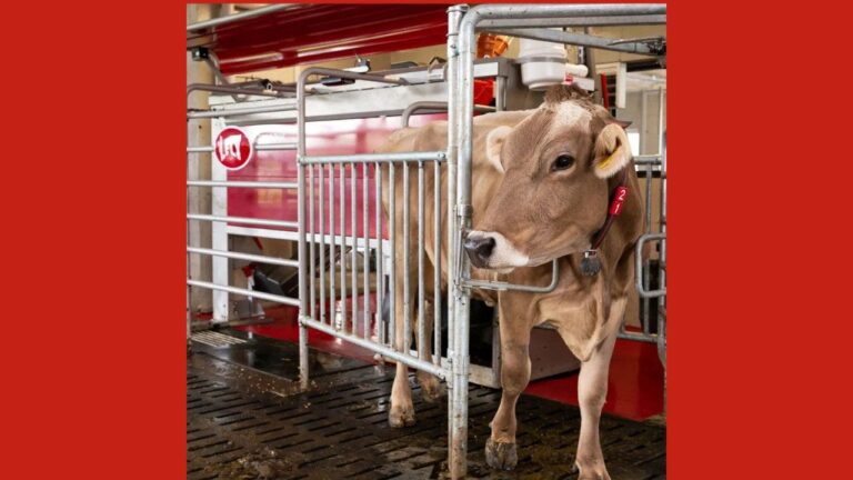 2 smarter dairy farms where robots milk the cows