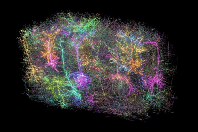 A rendering of more than 1 000 brain cells out of the those reconstructed from analysis of a cubic millimetre of brain tissue from a mouse