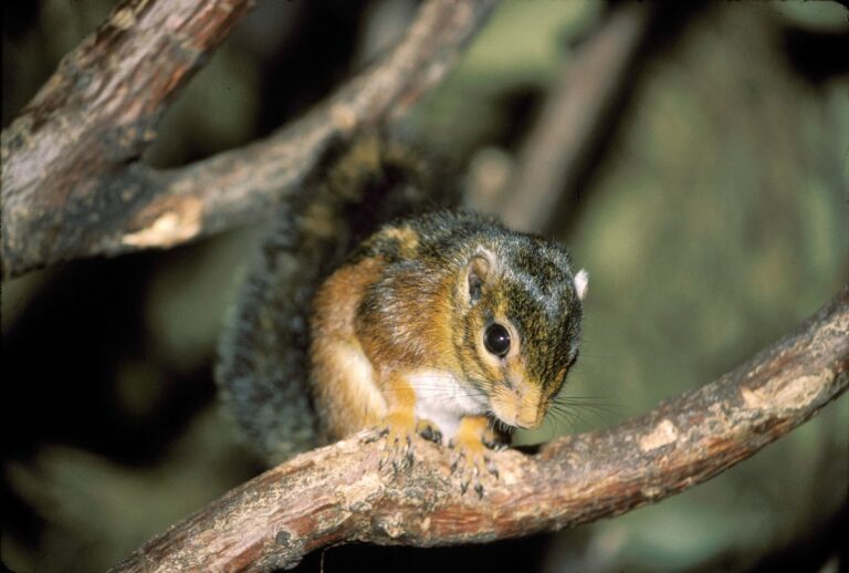 Cuvier s fire footed squirrel Funisciurus pyrrhopus in a tree