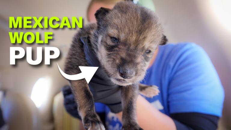 Short Doc Mexican Wolf Pup