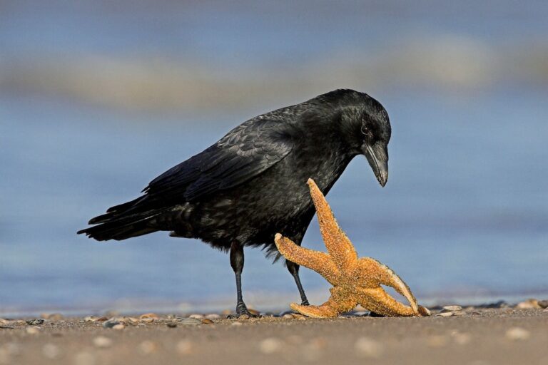 carrion crow foraging sea star