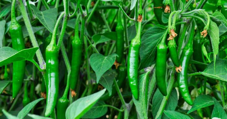 How to Grow Serrano Peppers FB